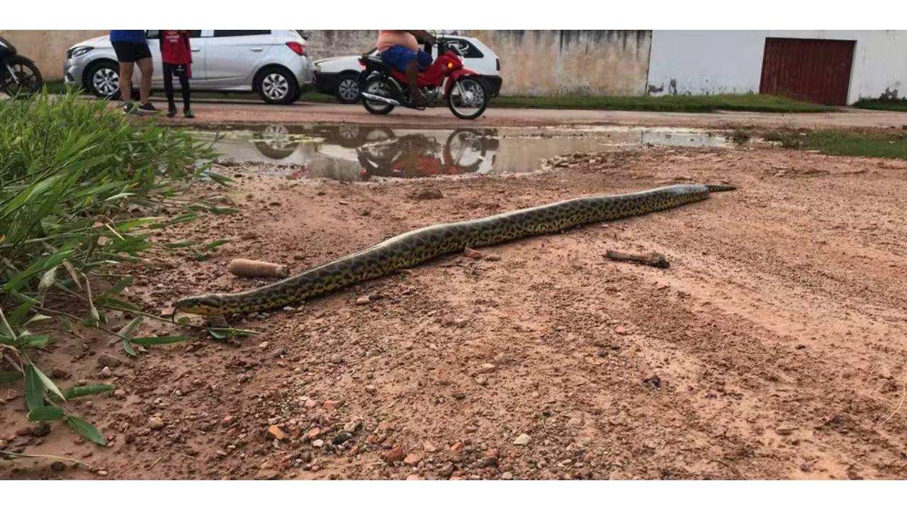 Após enchente, moradores registram sucuri amarela em rua de Cáceres (MT)