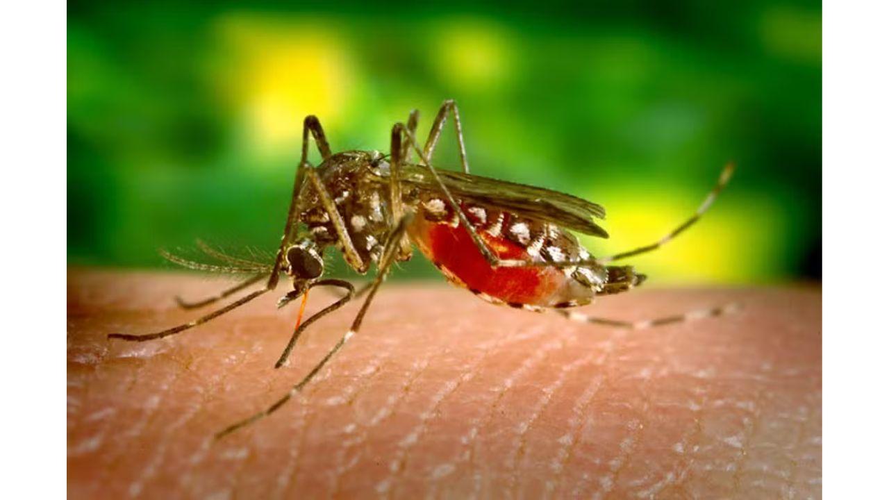 Número de mortes por dengue em MT dobram em um mês; veja cidades afetadas