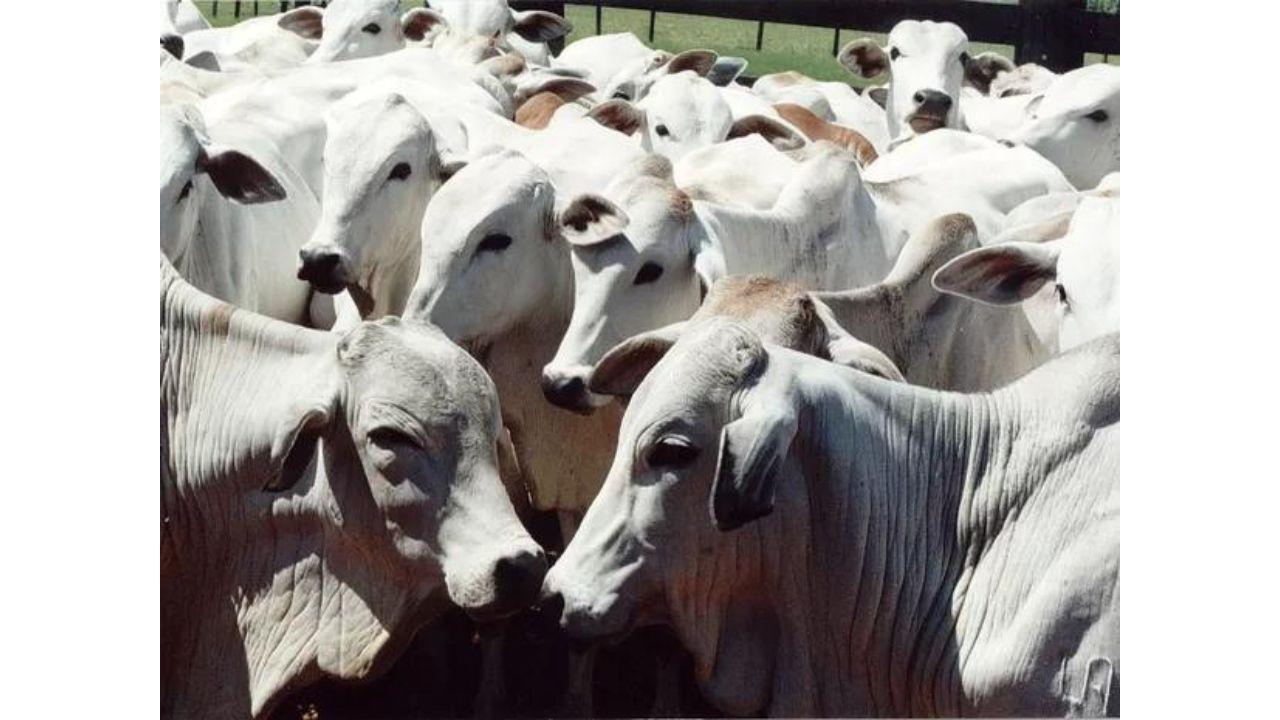 Cotação do boi gordo e vaca em Mato Grosso tem baixa