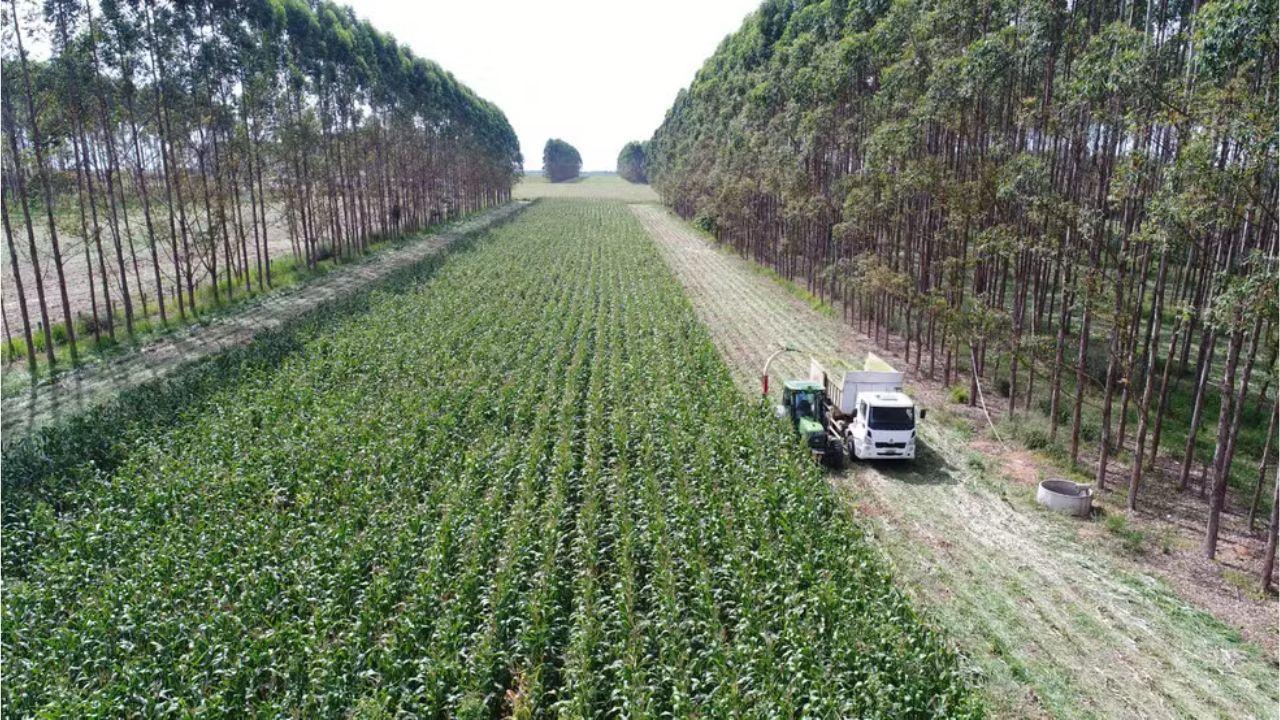 Planta usada para alimentar gado pode reduzir gases de efeito estufa e conservar solo em plantações de milho e soja em MT