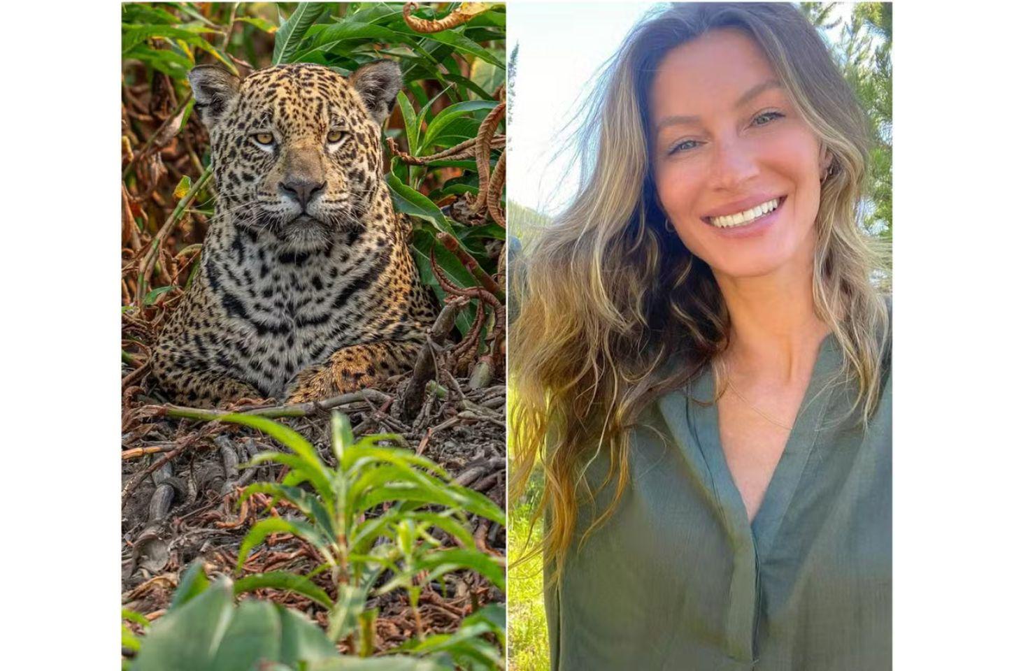 'Feliz pela homenagem' diz Gisele Bundchen sobre onça pintada batizada com seu nome vista pela 1ª vez no Pantanal do MT