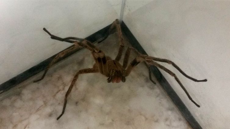 Picadas de aranhas são segunda causa de envenenamento no país