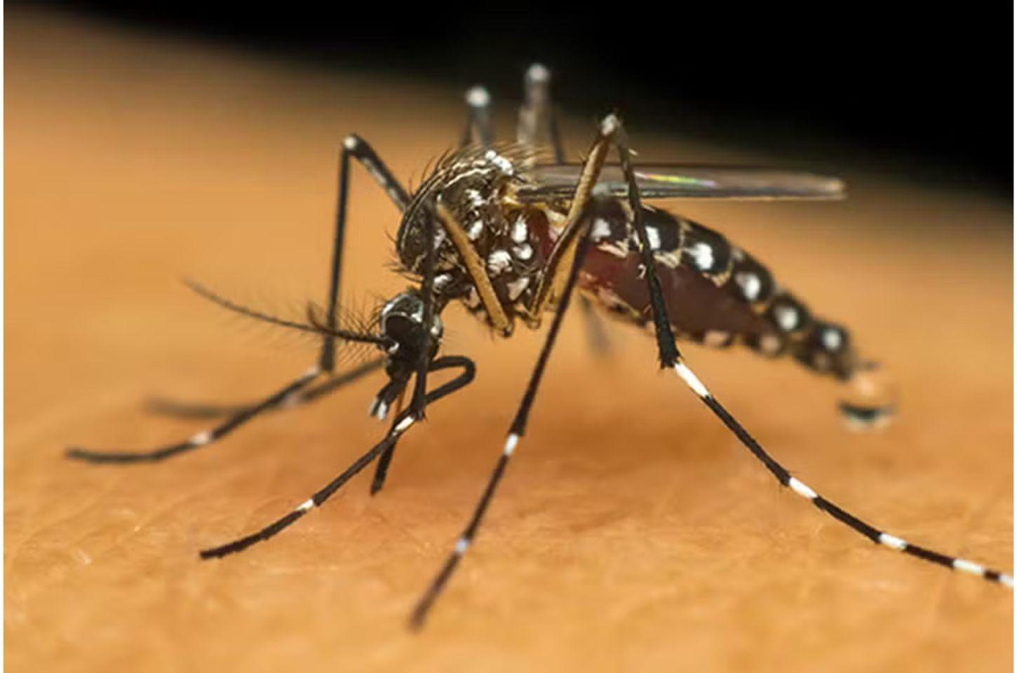 Município em MT decreta emergência após aumento de casos de chikungunya, zika e dengue