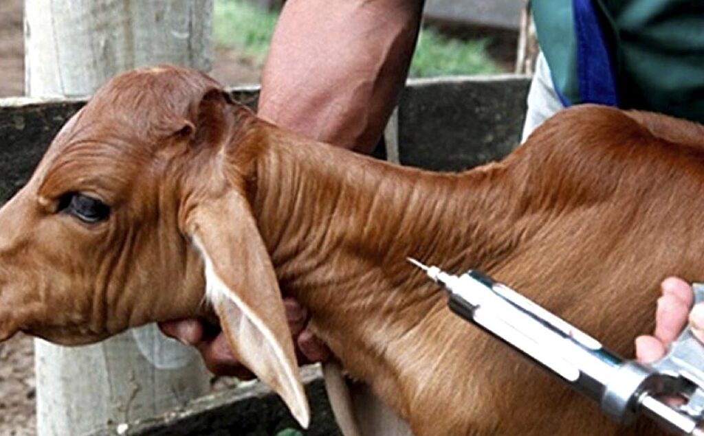 Vacinação contra brucelose termina hoje; multa por animal supera R$ 250