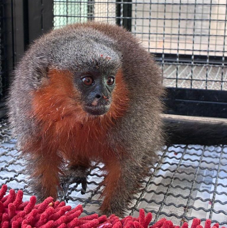 Macacos zogue-zogue recebem tratamento médico e são devolvidos à natureza em Alta Floresta