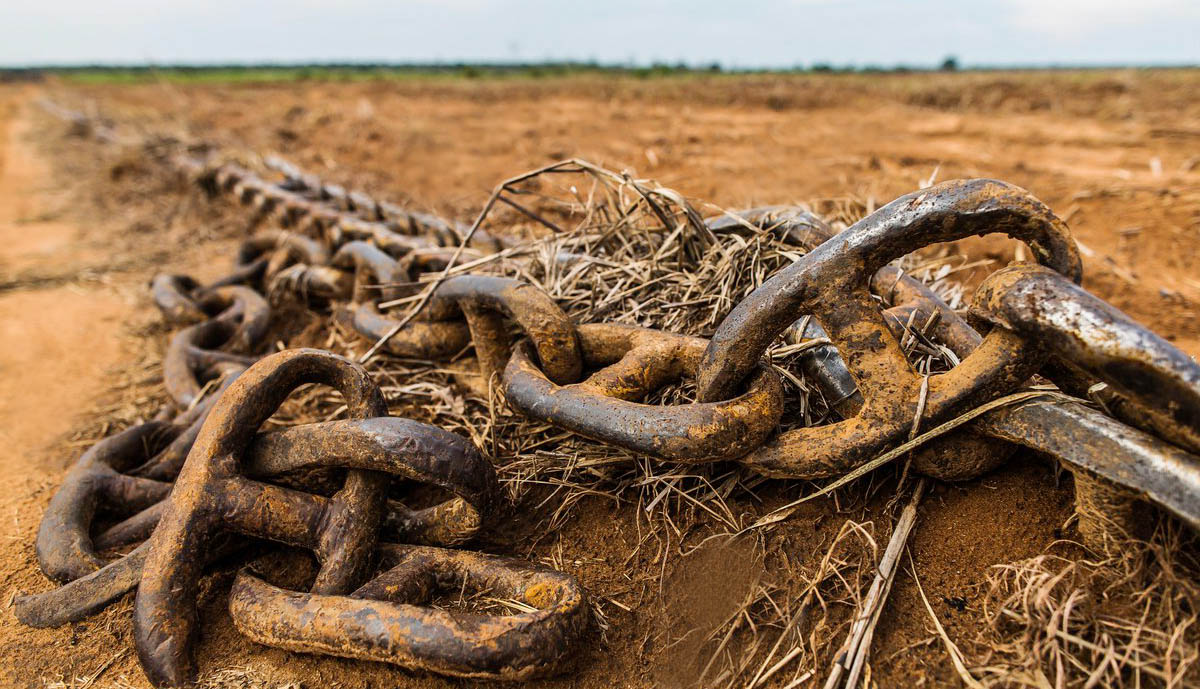Reino Unido anuncia bloqueio a produtos agrícolas ligados a desmatamento