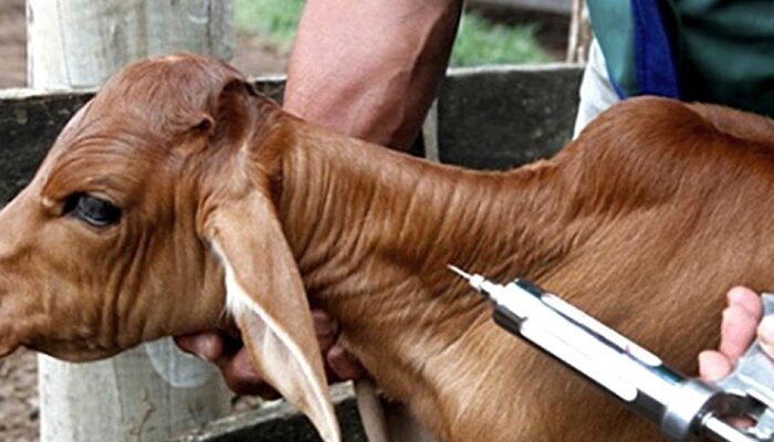 Vacinação contra brucelose termina hoje; multa por animal supera R$ 250